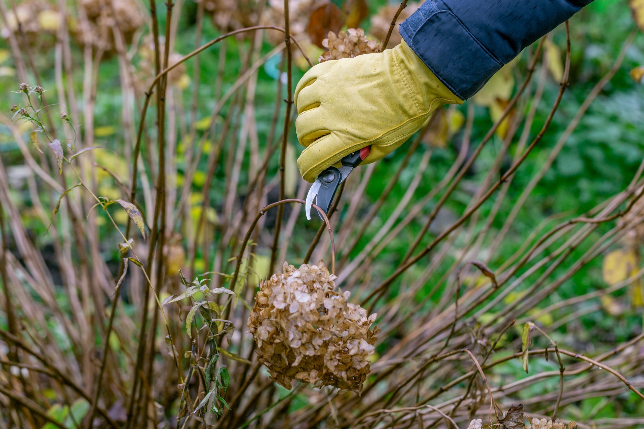 Fall Pruning Dos and Don'ts