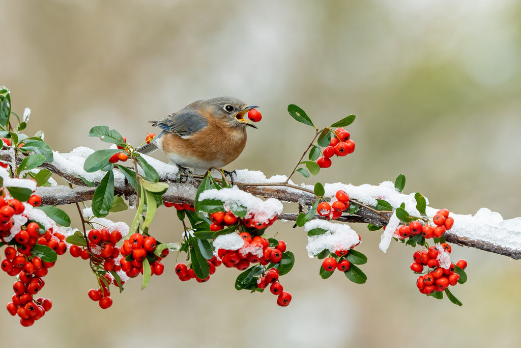 Ask a Master Gardener: A Landscape Fit for Feathered Friends