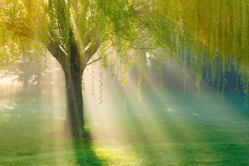 Weeping Willow Facts: 9 Common Questions, Answered