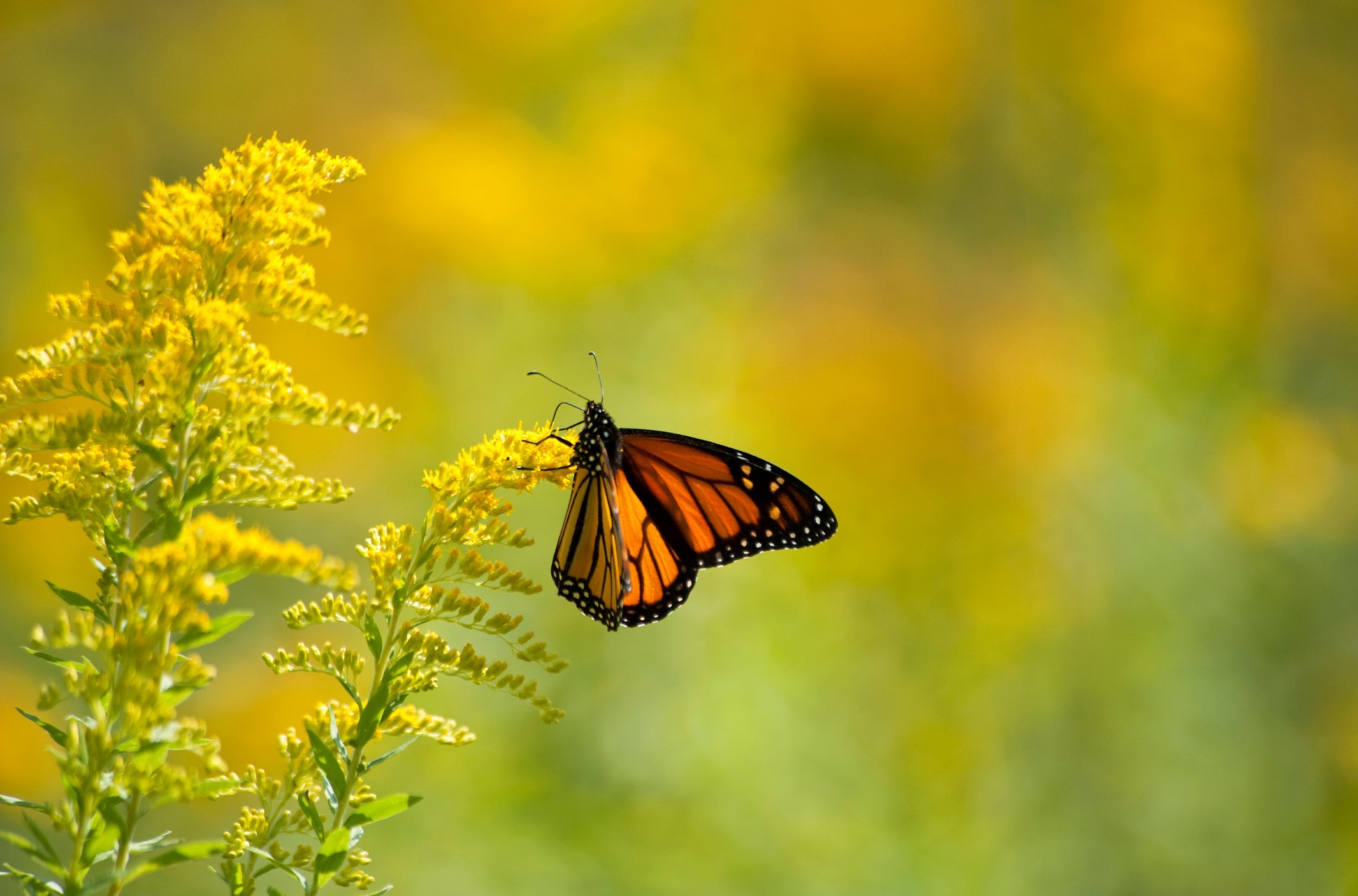 Ask a Master Gardener: Beloved Flowers of Fall