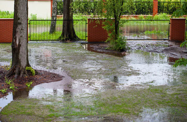 Tips for Recovering a Flooded Gardenscape