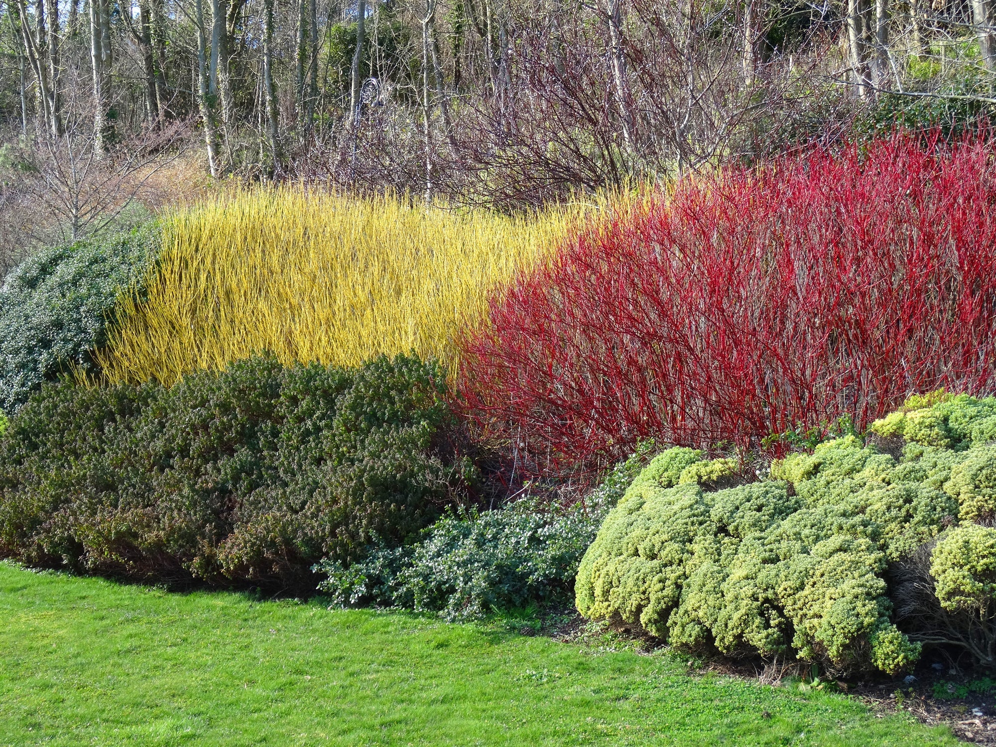 Ask a Master Gardener: Adding Color to Your January Garden