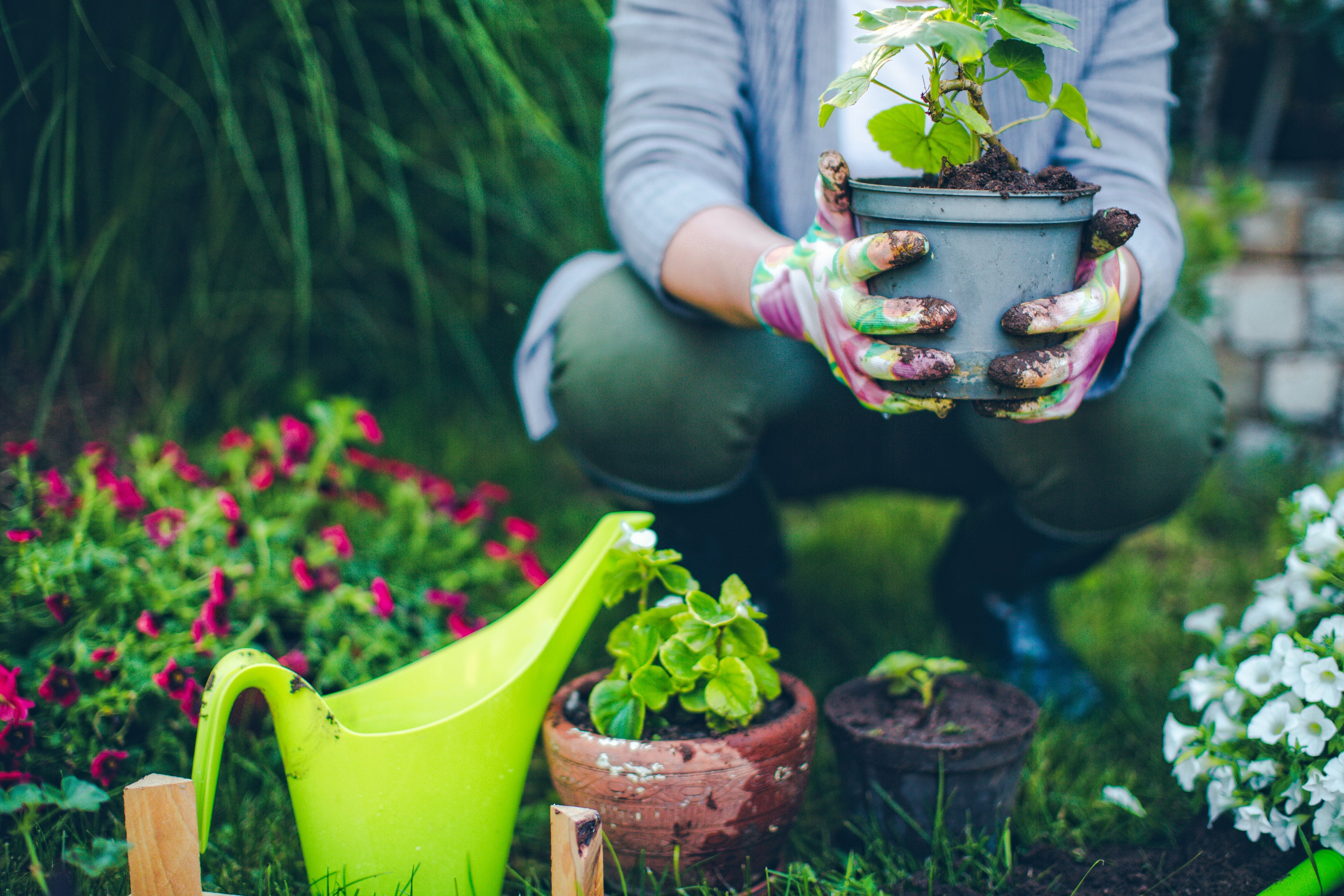 Ask a Master Gardener: Keeping Up With Spring