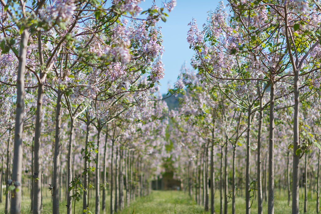 Royal Empress Tree: Everything You Need to Know