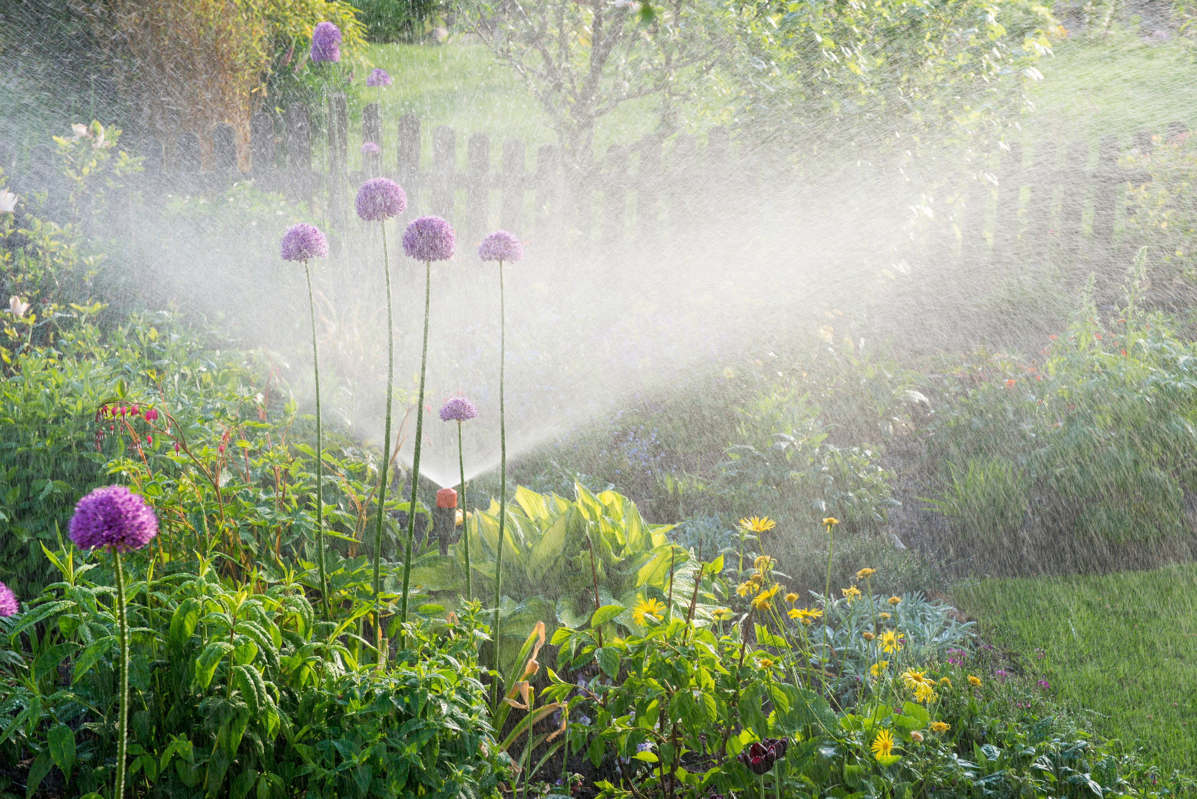 Summer Plant Care FAQs