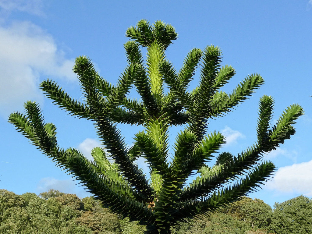 Plant Care 101: Monkey Puzzle Tree