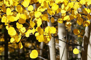 Aspen Trees image