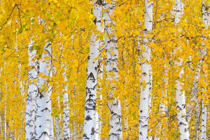 Birch Trees image