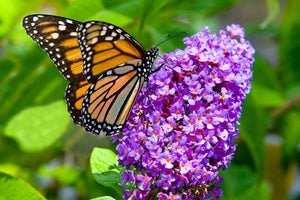 Plants That Attract Birds & Pollinators image