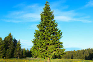 Spruce Trees image