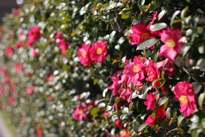 Flowering Shrubs for Florida image