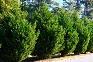 Evergreen Trees for Florida image