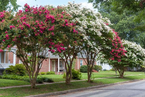 Crape Myrtle Trees image