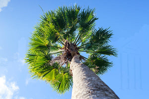 Fast Growing Trees for Florida image
