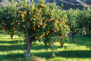 Fruit Trees for Florida image