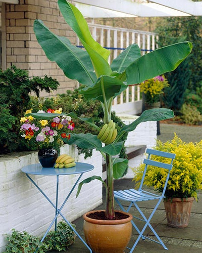 Patio Plants hero image