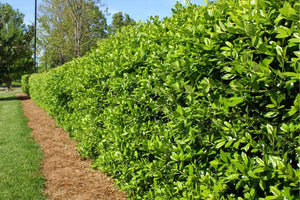 Holly Shrubs image