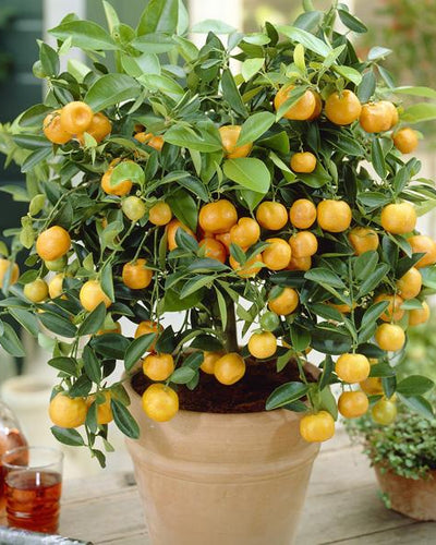 Fruit Trees hero image