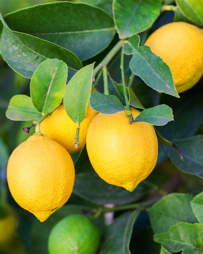 Fruit Trees hero image