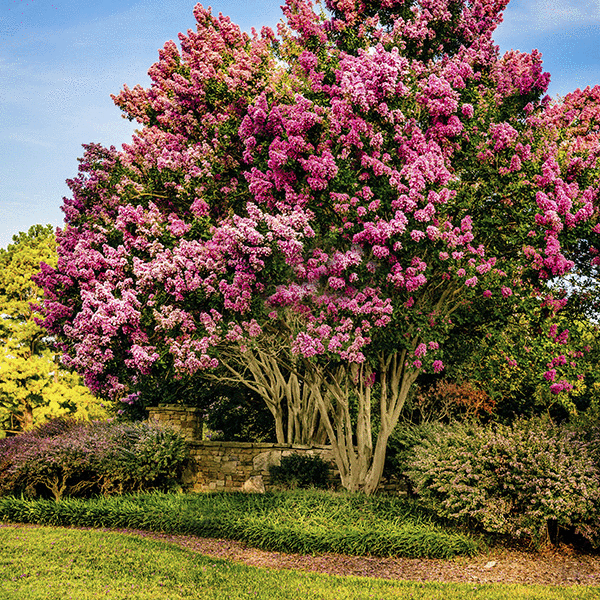 Flowering Trees image