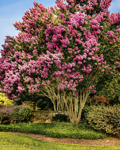 Flowering Trees hero image