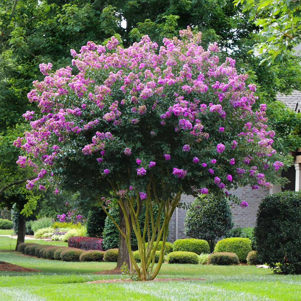 Flowering Trees image