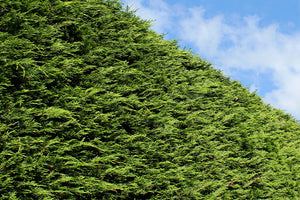 Privacy Trees for Florida image