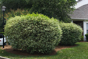 Shrubs & Hedges for Florida image