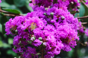 Purple Crape Myrtles image