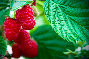 Raspberry Bushes image