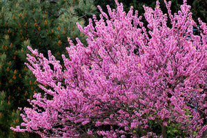 Redbud Trees image