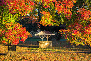 Shade Trees for Florida image