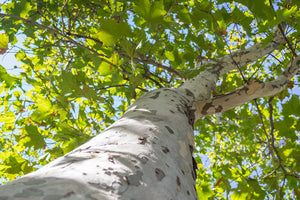 Sycamore Trees image