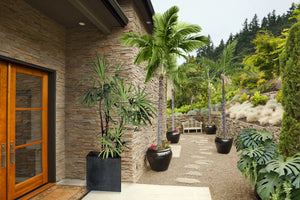 Tropical Plants image