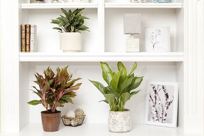 Indoor Plants hero image