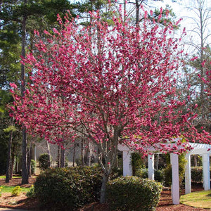 Crabapple Trees image