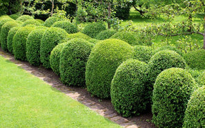 Evergreens for Hedging image
