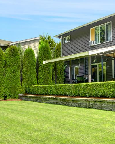 Evergreen Trees hero image