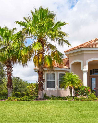 Palm Trees hero image