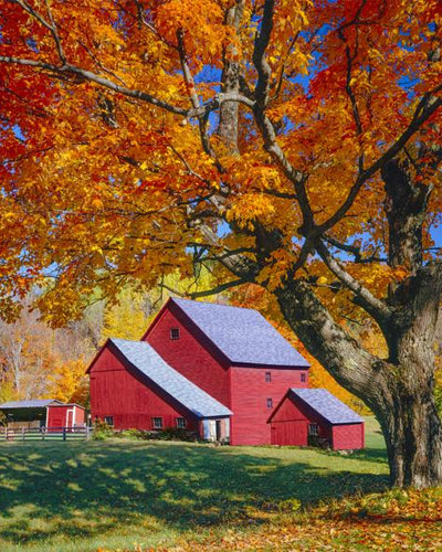 Shade Trees hero image