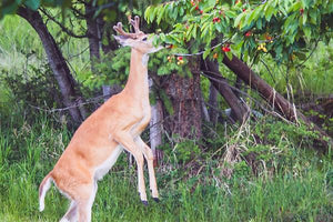 Deer Resistant Trees & Plants image