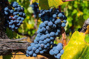 Grapes image