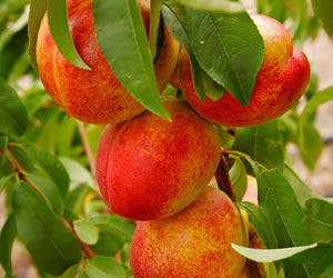 Nectarine Trees image