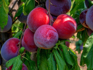 Plum Trees image