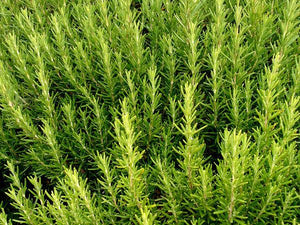 Herb Plants image