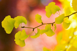 Ginkgo Trees image