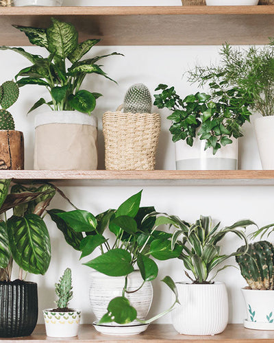 Indoor Plants hero image