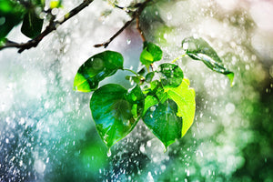 Trees & Plants for Wet Areas image