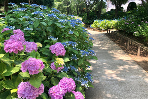 Shade-Tolerant Trees & Plants image