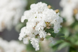 White Crape Myrtles image